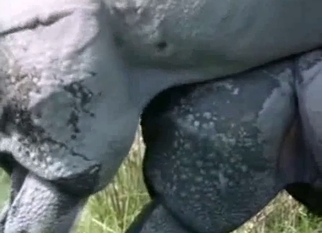 Gigantic rhinos fuck in doggy style pose
