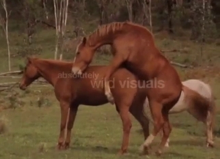 Two brown horses fuck outdoors