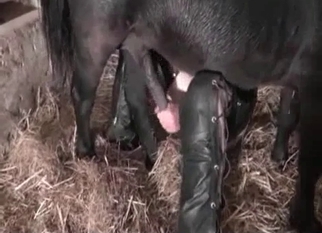 Farm girl got nicely drilled by black mule
