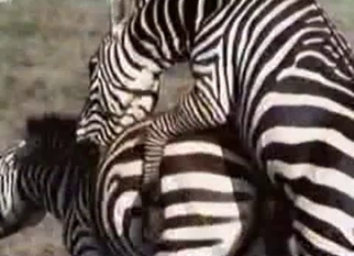 Two zebras fucking each other hard